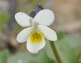 Viola arvensis