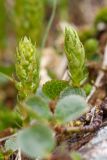 Selaginella selaginoides