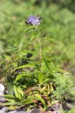 Lactuca sibirica