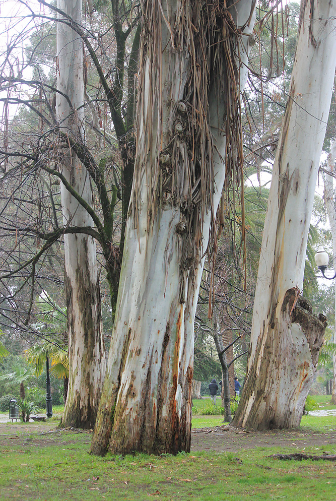 Изображение особи Eucalyptus viminalis.