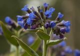 Pulmonaria mollis