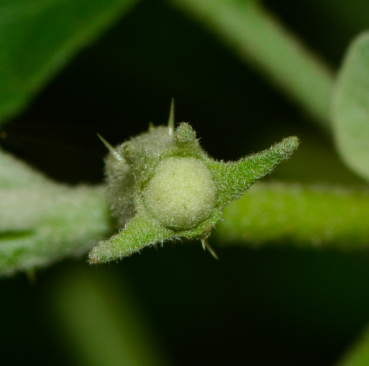 Изображение особи Solanum undatum.