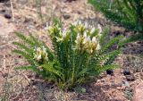 Oxytropis pseudoglandulosa. Цветущее растение. Монголия, аймак Завхан, западные отроги хребта Хангай, ≈ 2000 м н.у.м., каменистая сухая степь. 08.06.2017.