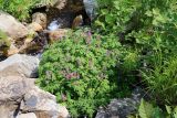 Corydalis multiflora