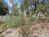 Grevillea bronweniae