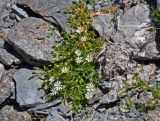 Stellaria brachypetala. Цветущее растение. Таджикистан, Фанские горы, перевал Алаудин, ≈ 3700 м н.у.м., каменистый склон. 05.08.2017.
