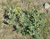 Potentilla conferta