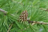 Larix sibirica