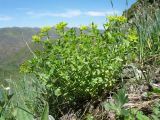 Euphorbia talastavica