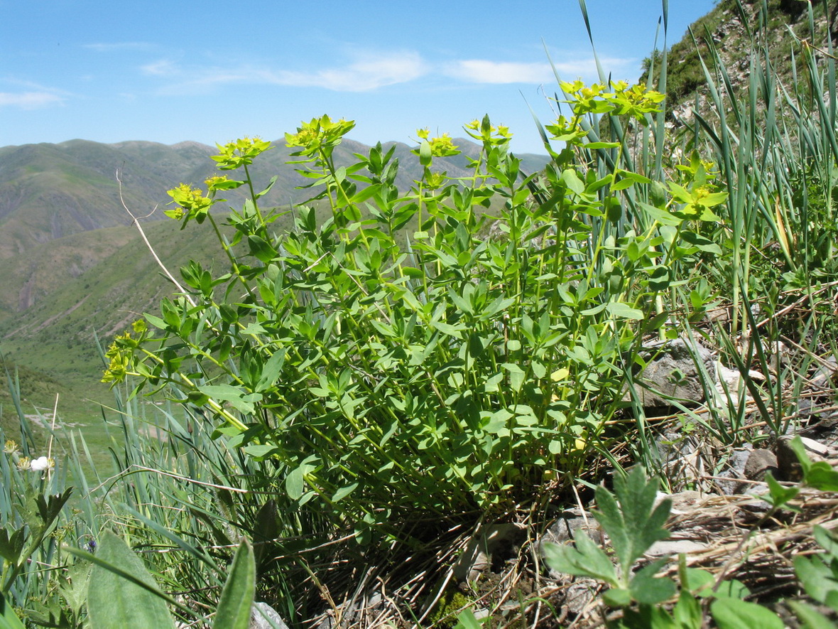 Изображение особи Euphorbia talastavica.