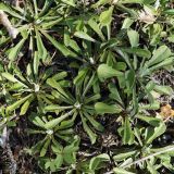 Antennaria dioica