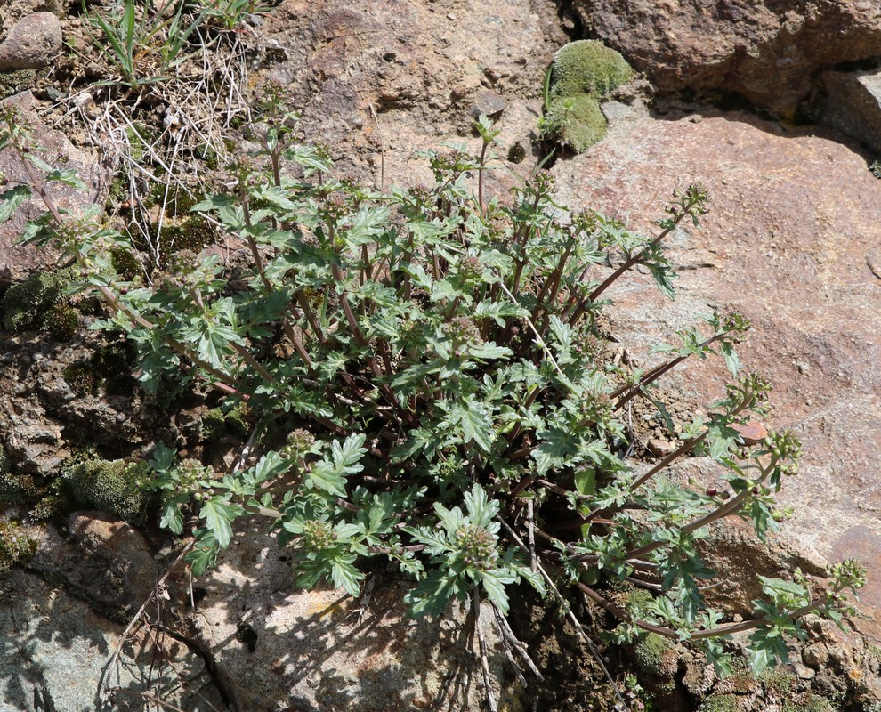 Изображение особи род Scrophularia.