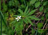 Anemone caerulea. Верхушка цветущего и плодоносящего растения. Алтай, Шебалинский р-н, долина р. Сема, опушка хвойно-лиственного леса. 09.06.2019.