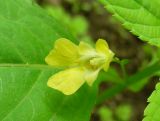 Impatiens parviflora