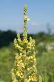 Verbascum pyramidatum