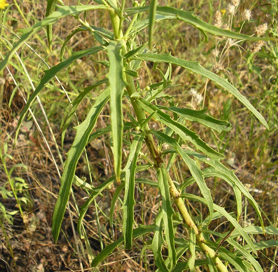 Image of Hieracium filifolium specimen.