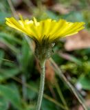 Pilosella officinarum. Верхушка побега с соцветием. Тверская обл., Кимрский р-н, небольшая поляна среди сосен рядом с грунтовой дорогой в смешанном лесу. 03.10.2020.