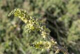 Veratrum lobelianum