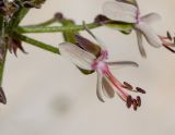 Pelargonium laxum