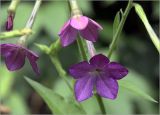 Nicotiana alata