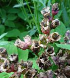 Bergenia crassifolia