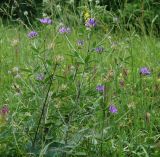 Psoralea подвид pontica