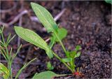 Rumex acetosella