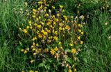 род Taraxacum