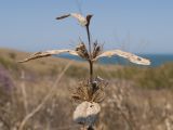 Phlomis taurica. Верхушка засыхающего побега с остатками сухого соплодия. Крым, Керченский п-ов, Приазовье, Генеральские пляжи, балка в петрофитной степи, сходящая к берегу моря. 18.08.2018.