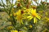 Senecio grandidentatus