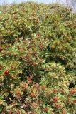 Pistacia lentiscus. Цветущее растение. Италия, Лацио, Латина, бухта Гаэта. 08.04.2011.