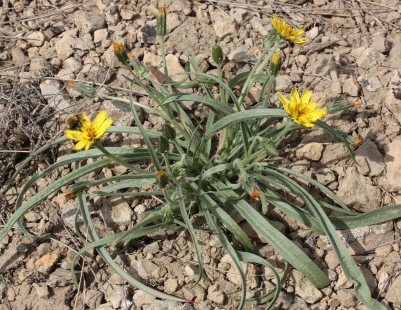 Изображение особи Scorzonera tuberosa.