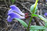 Scutellaria galericulata