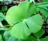 Marsilea quadrifolia