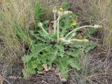 Taraxacum serotinum. Бутонизирующее растение. Саратовская обл., Саратовский р-н, в степи на пологом северном склоне. 18 июля 2011 г.