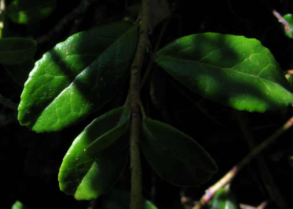 Изображение особи Vaccinium vitis-idaea var. minus.