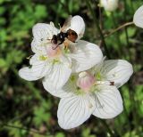 Parnassia palustris. Цветки с кормящейся мухой. Архангельская обл., Вельский р-н, луг вблизи лесной дороги. 15.08.2012.