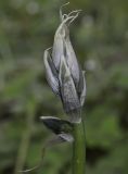 Ornithogalum nutans