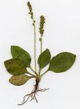 Plantago uliginosa. Цветущее растение (сканированный образец). Курская обл., Железногорский р-н, окр. ж.д. ст. Мицень. 22 июля 2007 г.