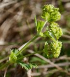 Alchemilla glomerulans. Соцветие (видно опушение стебля). Мурманская обл., Североморский р-н, окр. пос. Росляково. 09.06.2013.