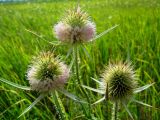 Dipsacus laciniatus