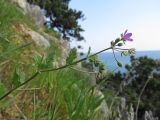 Erodium malacoides. Верхняя часть цветущего растения. Южный Берег Крыма, мыс Ай-Тодор. 26.04.2013.