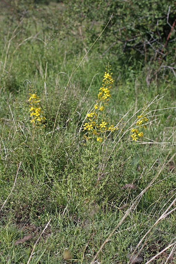 Изображение особи Hypericum elongatum.