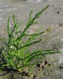 Salicornia europaea. Растение на берегу моря. Нидерланды, Северное море, остров Схирмонниког. Июль 2006 г.