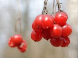 Viburnum opulus