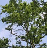 Nothofagus obliqua. Крона взрослого растения. Германия, г. Дюссельдорф, Ботанический сад университета. 04.05.2014.