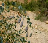 Capparis aegyptia. Ветвь с плодами. Израиль, Иудейская пустыня, окр. пос. Эйн Бокек, вади нахаль Бокек в среднем течении. 12.05.2014.