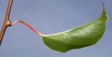 Actinidia arguta. Лист (нижняя сторона). Германия, г. Дюссельдорф, Ботанический сад университета. 05.09.2014.