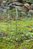 Spiranthes spiralis