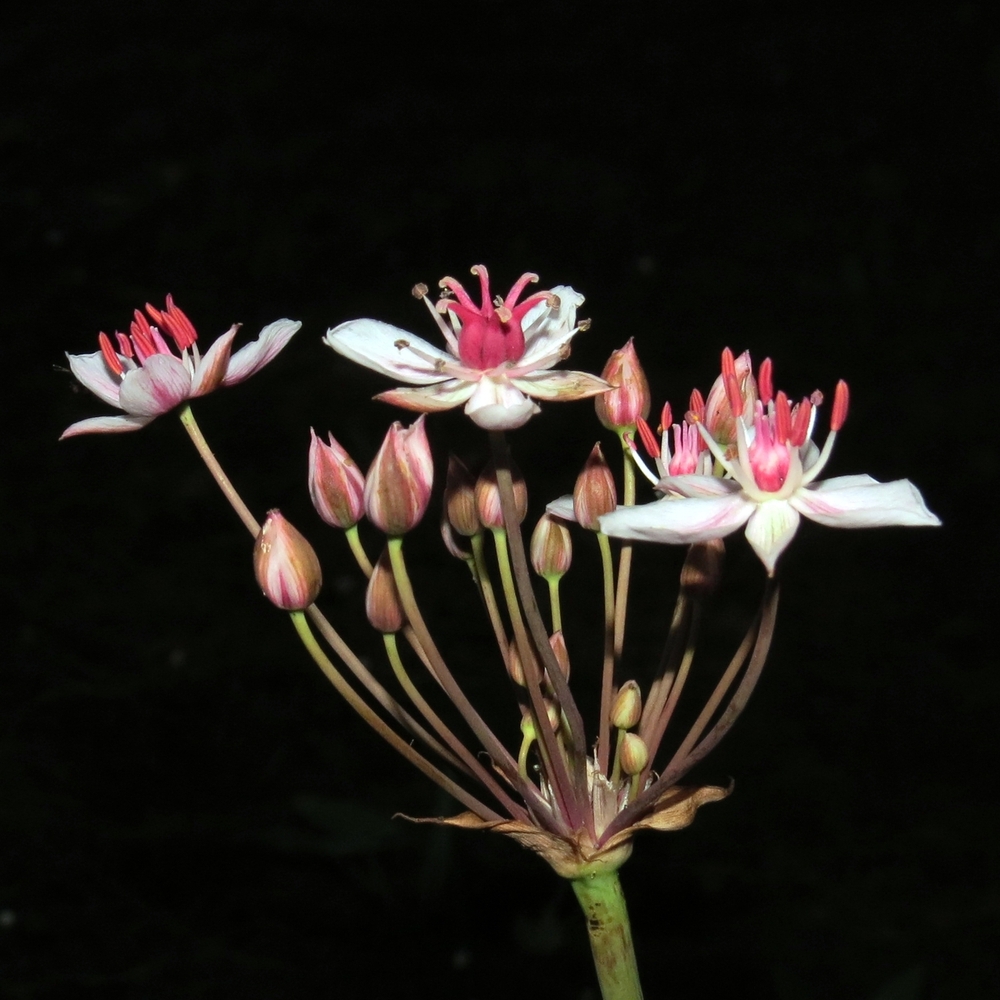 Изображение особи Butomus umbellatus.